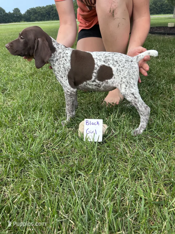 Black girl – German Shorthaired Pointer puppy for sale in Hillsboro, OH