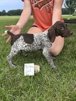 Yellow girl, a female German Shorthaired Pointer for sale in Hillsboro, OH – 2 of 4