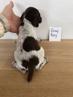 Gray Boy, a male German Shorthaired Pointer for sale in Hillsboro, OH – 2 of 3