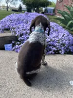 Blue Boy, a male German Shorthaired Pointer for sale in Hillsboro, OH – Photo 2 of 4