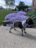 Blue Boy, a male German Shorthaired Pointer for sale in Hillsboro, OH – Photo 4 of 4