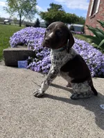 Blue Boy, a male German Shorthaired Pointer for sale in Hillsboro, OH – Photo 3 of 4