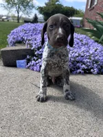 Blue Boy, a male German Shorthaired Pointer for sale in Hillsboro, OH – Photo 1 of 4