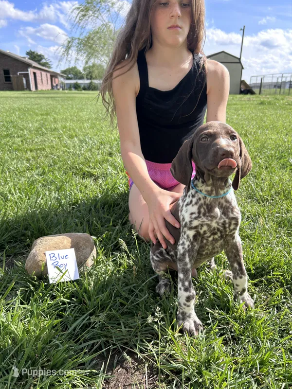 Blue Boy – German Shorthaired Pointer puppy for sale in Hillsboro, OH