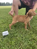 Purple girl, a female Vizsla for sale in Hillsboro, OH – 4 of 4