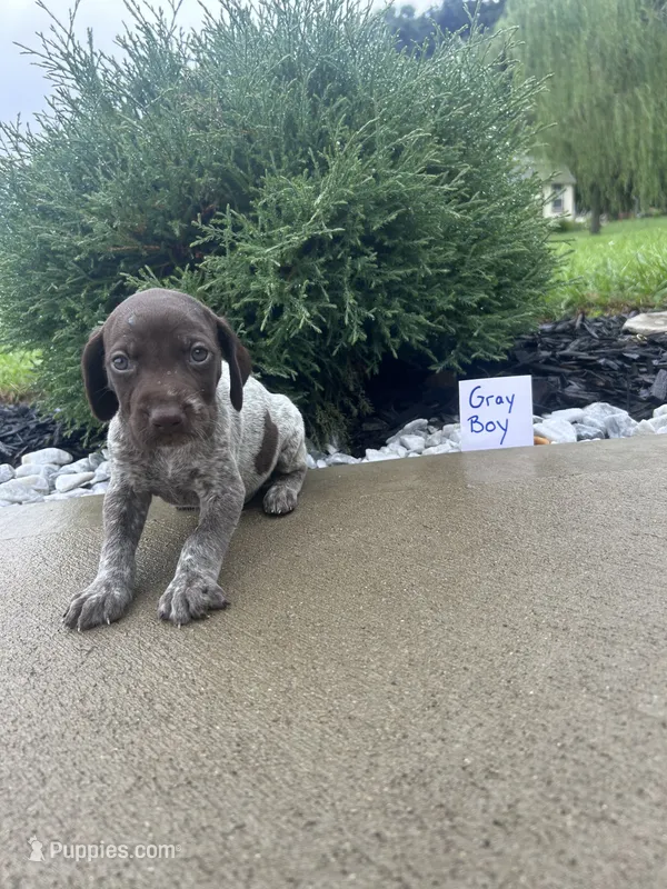 Gray boy – German Shorthaired Pointer puppy for sale in Hillsboro, OH