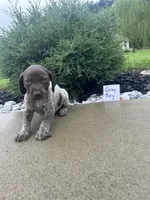 Gray boy, a male German Shorthaired Pointer for sale in Hillsboro, OH – 1 of 5