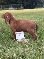 Yellow boy, a male Vizsla for sale in Hillsboro, OH – 2 of 3