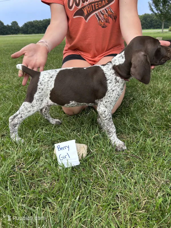 Berry Girl  – German Shorthaired Pointer puppy for sale in Hillsboro, OH