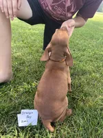 Orange boy, a male Vizsla for sale in Hillsboro, OH – 3 of 4
