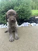 Mint girl, a female German Shorthaired Pointer for sale in Hillsboro, OH – 2 of 4