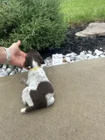 Yellow girl, a female German Shorthaired Pointer for sale in Hillsboro, OH – 4 of 4