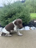 Berry Girl , a female German Shorthaired Pointer for sale in Hillsboro, OH – 2 of 4
