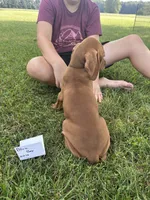 Blue Boy, a male Vizsla for sale in Hillsboro, OH – 2 of 4