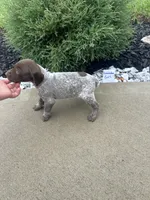 Lavender girl, a female German Shorthaired Pointer for sale in Hillsboro, OH – 4 of 4