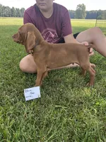 Blue Boy, a male Vizsla for sale in Hillsboro, OH – 3 of 4
