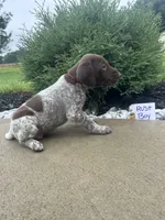 Rust boy, a male German Shorthaired Pointer for sale in Hillsboro, OH – 4 of 4