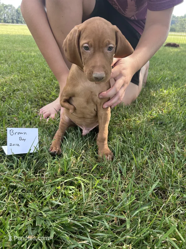 Brown Boy – Vizsla puppy for sale in Hillsboro, OH