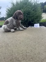 Blue boy, a male German Shorthaired Pointer for sale in Hillsboro, OH – 3 of 5