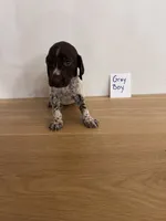 Gray Boy, a male German Shorthaired Pointer for sale in Hillsboro, OH – 3 of 3