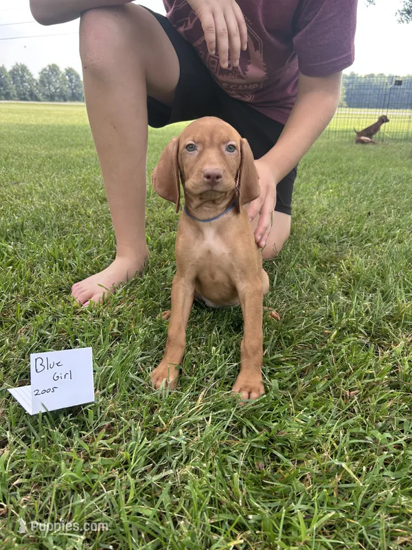 Blue girl – Vizsla puppy for sale in Hillsboro, OH