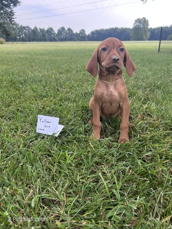 Yellow girl – Vizsla puppy for sale in Hillsboro, OH