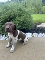 Berry Girl , a female German Shorthaired Pointer for sale in Hillsboro, OH – 4 of 4