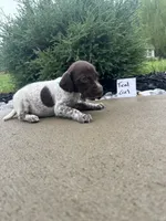 Teal girl, a female German Shorthaired Pointer for sale in Hillsboro, OH – 3 of 4