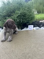 Gray boy, a male German Shorthaired Pointer for sale in Hillsboro, OH – 4 of 5