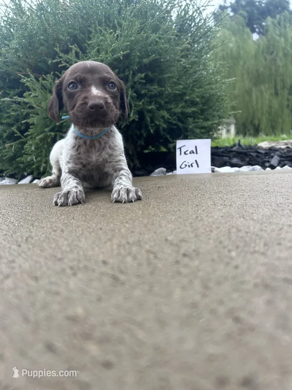 Teal girl – German Shorthaired Pointer puppy for sale in Hillsboro, OH