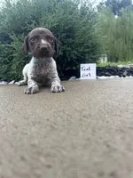 Teal girl, a female German Shorthaired Pointer for sale in Hillsboro, OH – 1 of 4