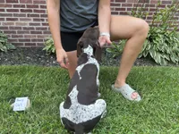 Berry Girl , a female German Shorthaired Pointer for sale in Hillsboro, OH – 3 of 4