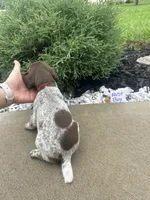Rust boy, a male German Shorthaired Pointer for sale in Hillsboro, OH – 3 of 4