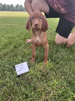 Green boy, a male Vizsla for sale in Hillsboro, OH – 4 of 4