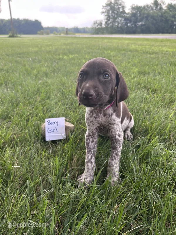 Berry Girl  – German Shorthaired Pointer puppy for sale in Hillsboro, OH