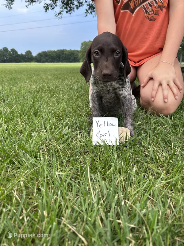 Yellow girl – German Shorthaired Pointer puppy for sale in Hillsboro, OH