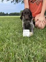 Yellow girl, a female German Shorthaired Pointer for sale in Hillsboro, OH – 1 of 4