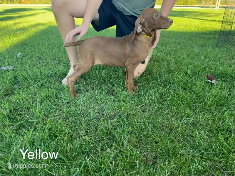 Yellow boy – Vizsla puppy for sale in Hillsboro, OH