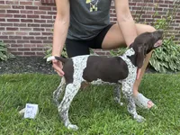 Berry Girl , a female German Shorthaired Pointer for sale in Hillsboro, OH – 4 of 4