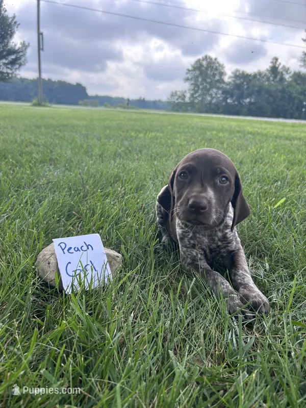 Peach girl – German Shorthaired Pointer puppy for sale in Hillsboro, OH