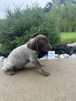 Lavender girl, a female German Shorthaired Pointer for sale in Hillsboro, OH – 2 of 4