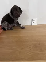 Red boy, a male German Shorthaired Pointer for sale in Hillsboro, OH – 3 of 4