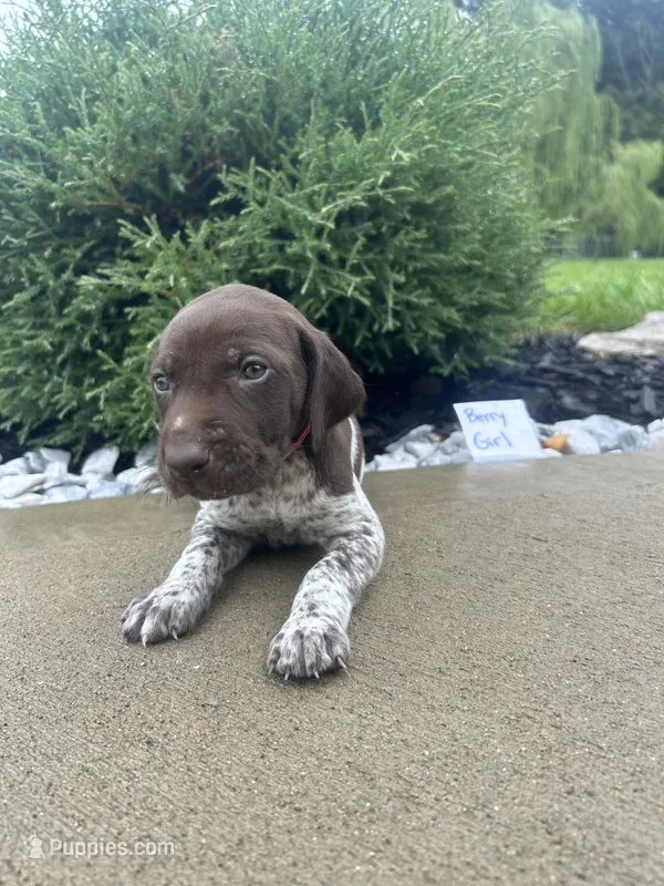Berry Girl  – German Shorthaired Pointer puppy for sale in Hillsboro, OH