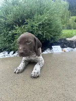 Berry Girl , a female German Shorthaired Pointer for sale in Hillsboro, OH – 1 of 4