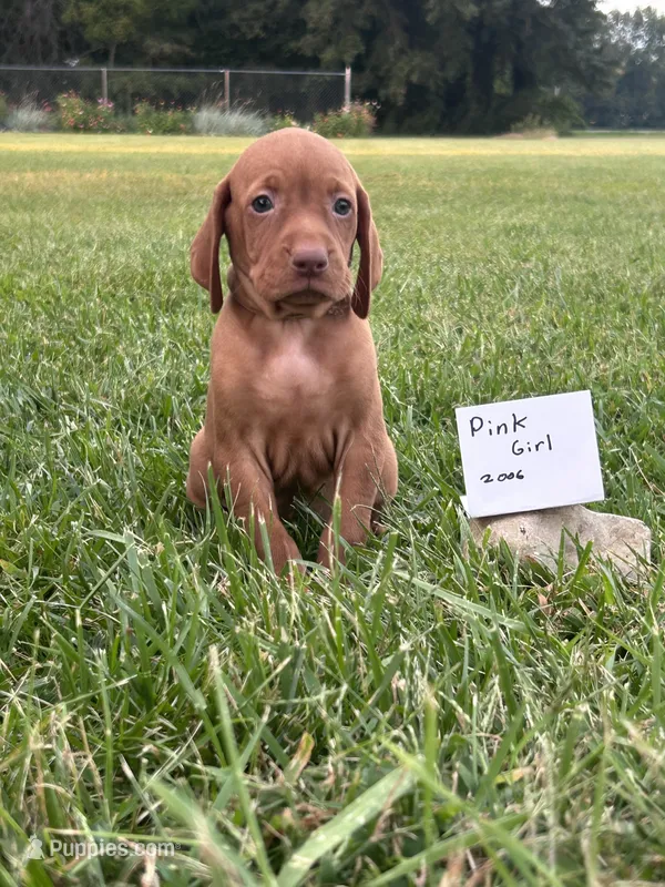 Pink girl – Vizsla puppy for sale in Hillsboro, OH