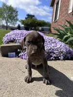 Gray Boy, a male German Shorthaired Pointer for sale in Hillsboro, OH – Photo 2 of 4