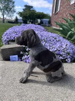 Gray Boy, a male German Shorthaired Pointer for sale in Hillsboro, OH – Photo 3 of 4