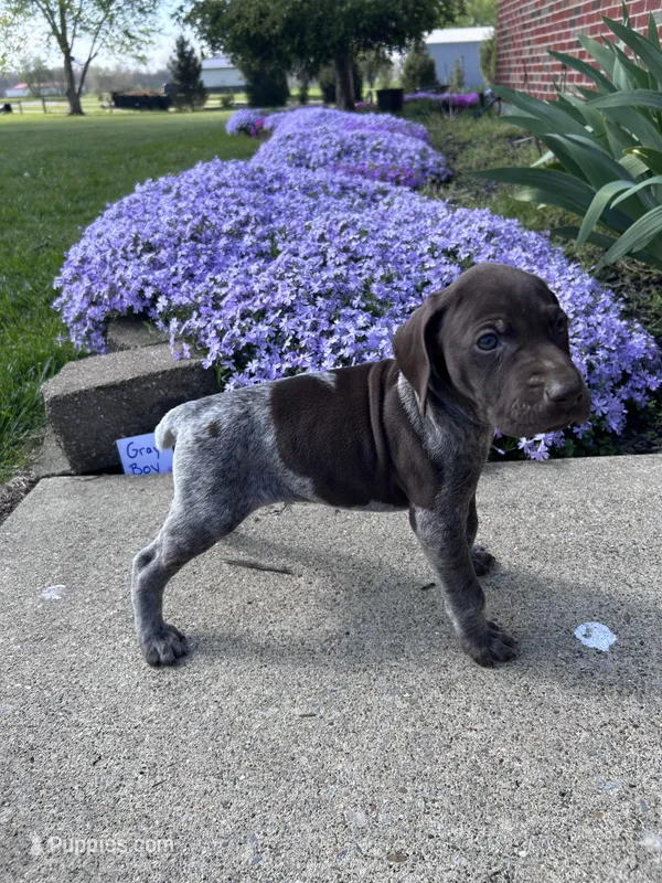 Gray Boy – German Shorthaired Pointer puppy for sale in Hillsboro, OH