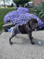 Gray Boy, a male German Shorthaired Pointer for sale in Hillsboro, OH – Photo 1 of 4