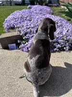 Gray Boy, a male German Shorthaired Pointer for sale in Hillsboro, OH – Photo 4 of 4